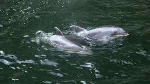 Group of dolphins swimming near the surface of Milford Sound’s clear waters