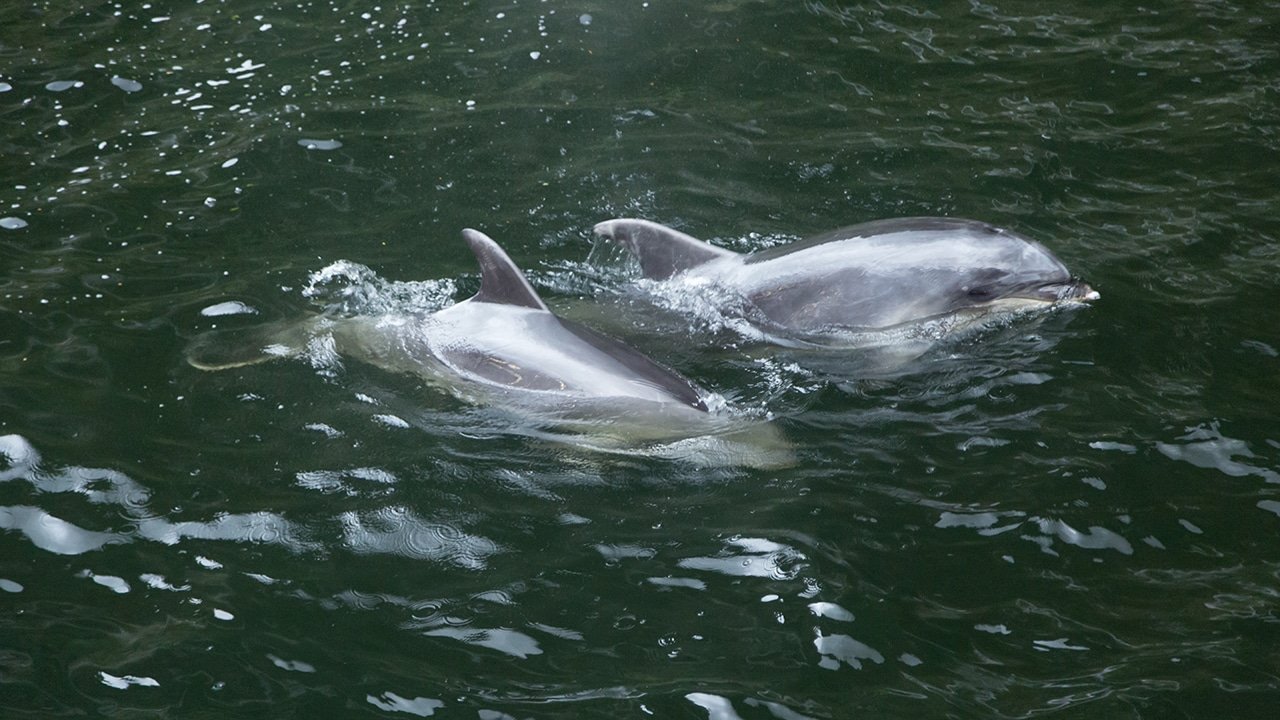 Group of dolphins swimming near the surface of Milford Sound’s clear waters
