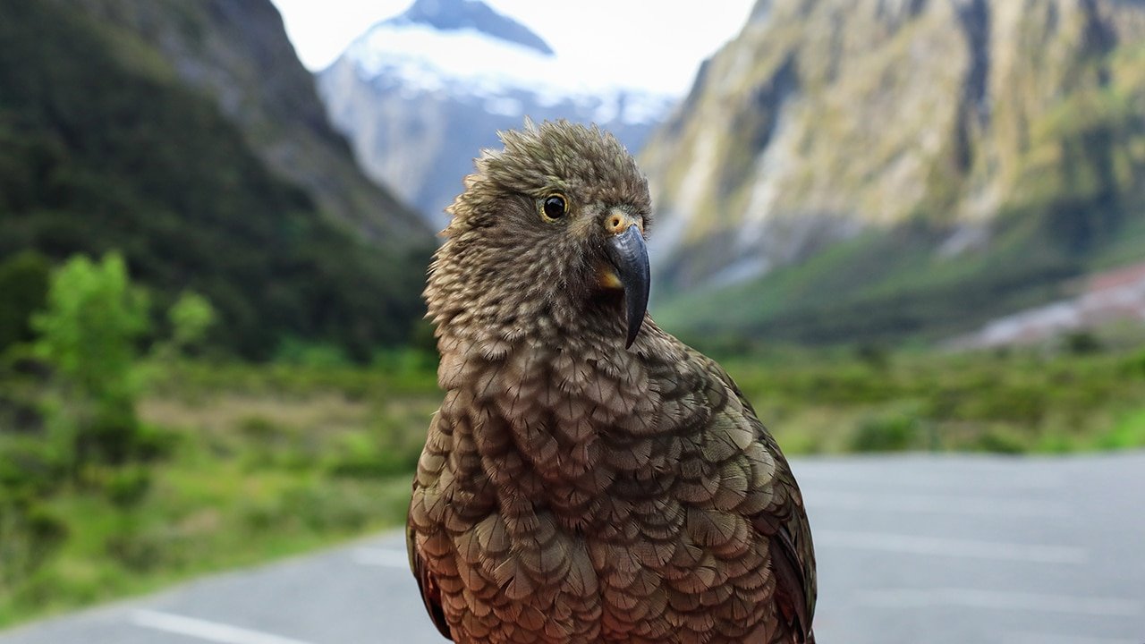 Detailed close-up of a colorful native kea parrot in its natural habitat at Milford Sound