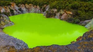 Bright green thermal pond surrounded by native vegetation in Rotorua geothermal area
