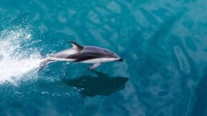 Dolphin jumping out of the water in Milford Sound