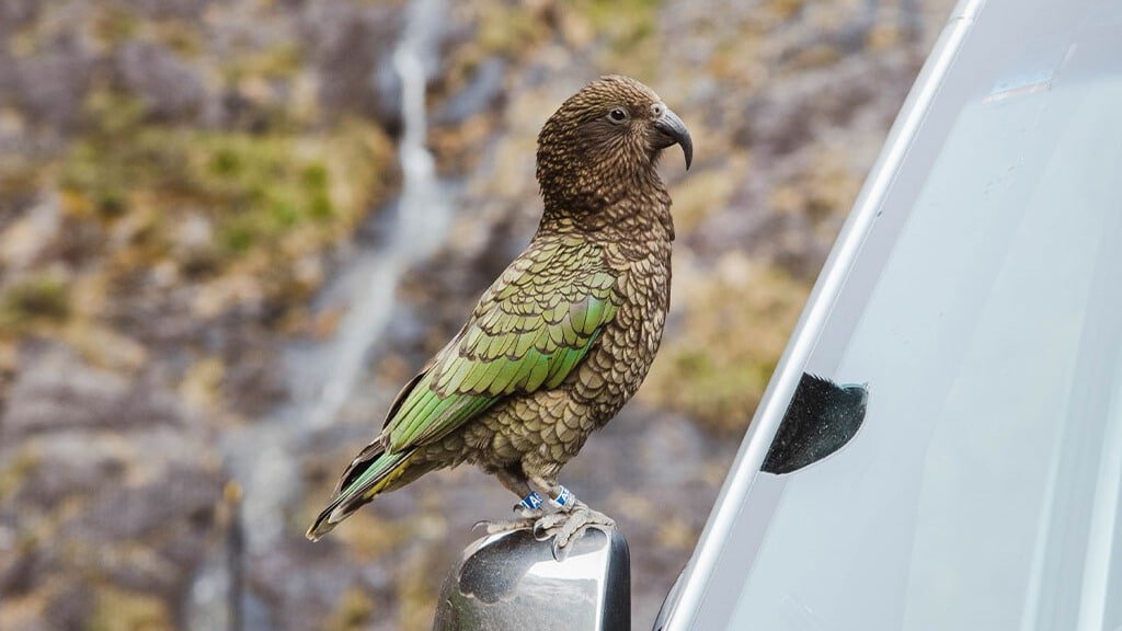Kea parrot perched on a wing mirror in Milford Sound, New Zealand