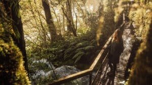 Wooden stairs and boardwalk winding through dense bush over a stream at Maruia River Retreat