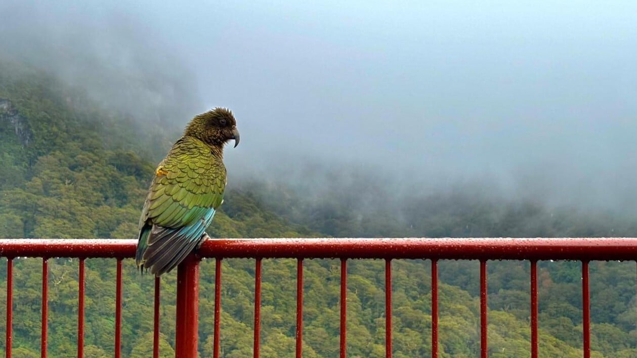 Kea bird perched on railing with foggy native bush background at Milford Sound