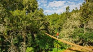 Suspension wire bridge leading to ziplining platform in Okere Forest, Rotorua
