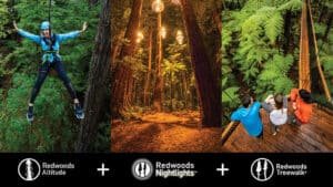 Elevated Redwoods Treewalk in Rotorua lit up at night with glowing lanterns and suspended bridges