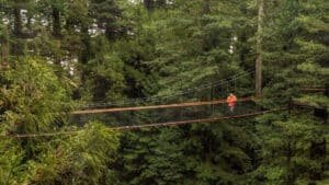 Suspended rope bridge high among towering redwood trees in Rotorua, New Zealand