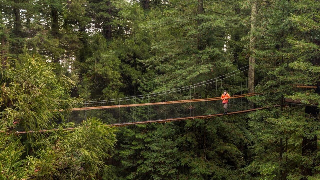 Large suspension bridge stretching between towering redwood trees in Rotorua