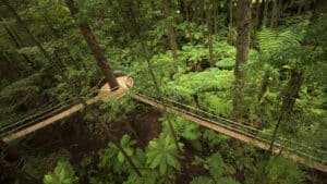 Aerial view of rope bridges and platforms weaving through towering redwood trees in Rotorua