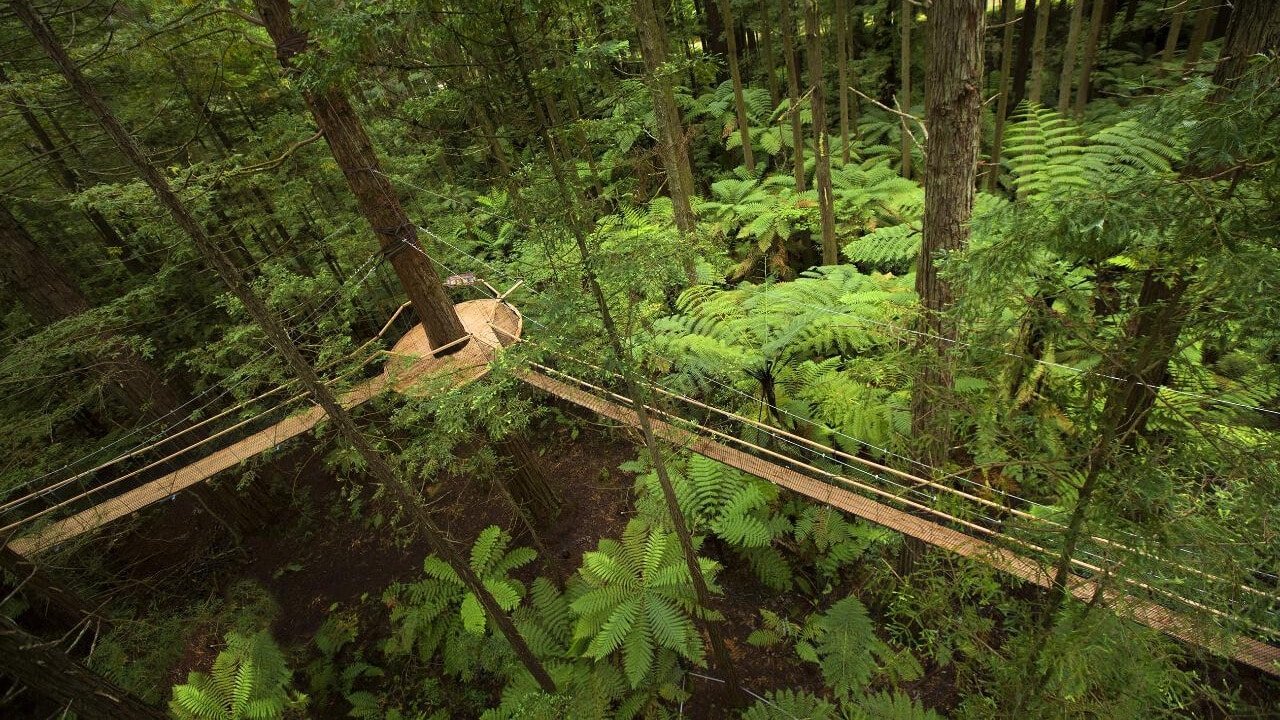 Suspension bridges and viewing platforms connecting towering redwood trees in Rotorua’s native forest