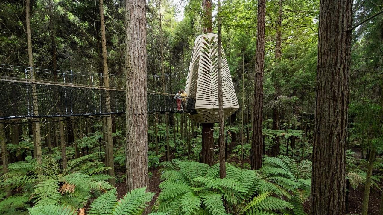 Large architectural platforms and suspension bridges at Redwoods Treewalk in Rotorua