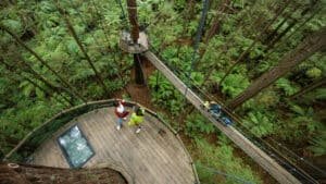 Platforms and rope bridges high in the treetops of Rotorua Redwoods Treewalk