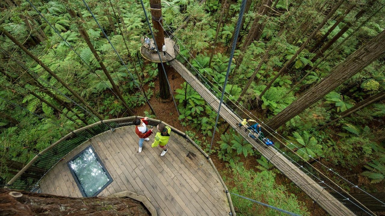 Platforms and rope bridges high in the treetops of Rotorua Redwoods Treewalk