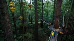 Redwoods Treewalk illuminated by glowing lanterns and night lights among towering trees
