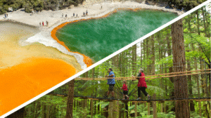 Vivid geothermal ponds in Wai-O-Tapu and elevated treewalk platforms among towering redwoods in Rotorua