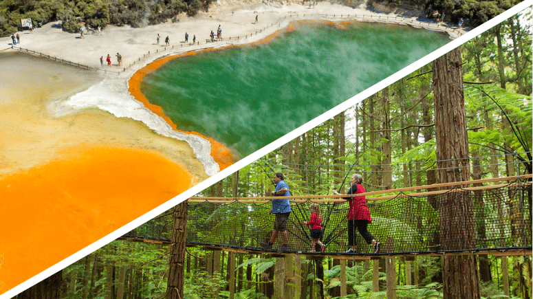Vivid geothermal ponds in Wai-O-Tapu and elevated treewalk platforms among towering redwoods in Rotorua