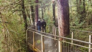 Bush walkway on a short walk near Milford Sound, New Zealand