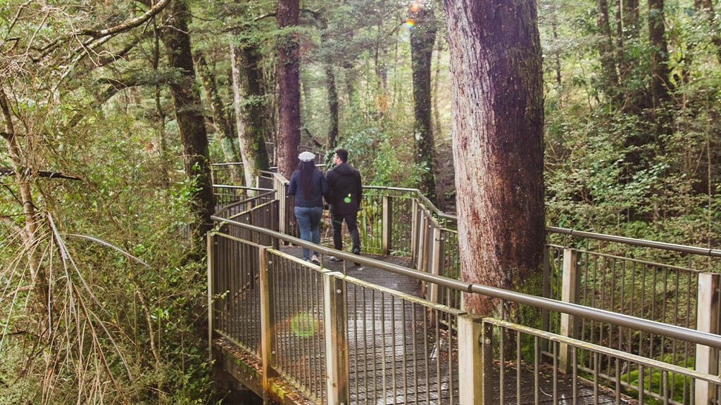 Bush walkway on a short walk near Milford Sound, New Zealand