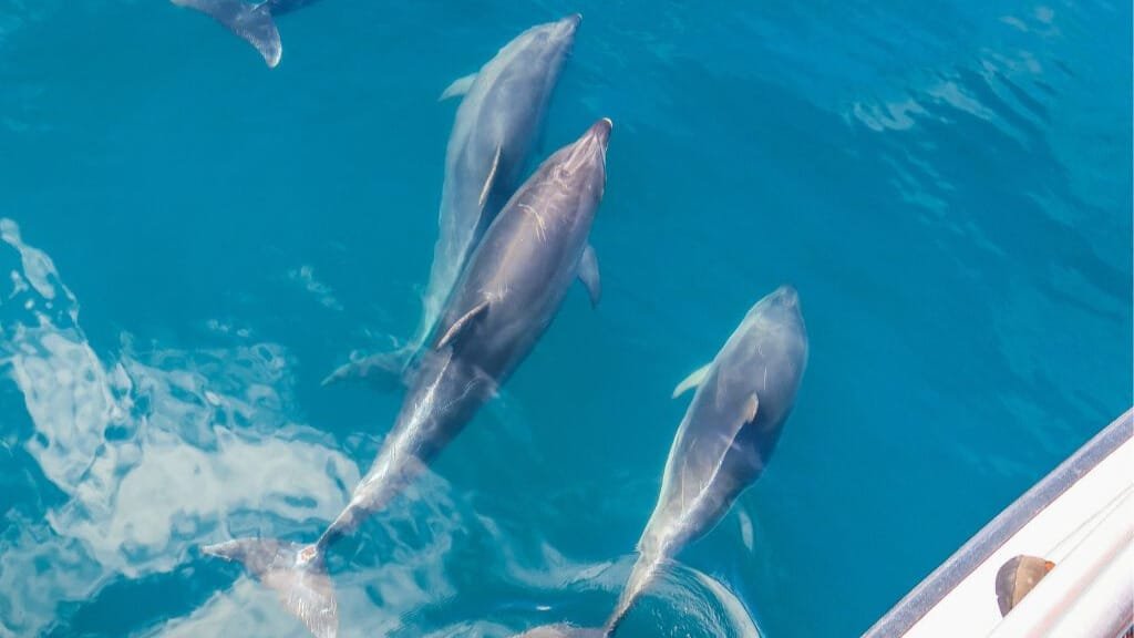 Top-down view of a pod of dolphins swimming gracefully next to a boat in the Bay of Islands.