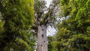 Tāne Mahuta, the giant kauri tree standing tall in a lush New Zealand forest.
