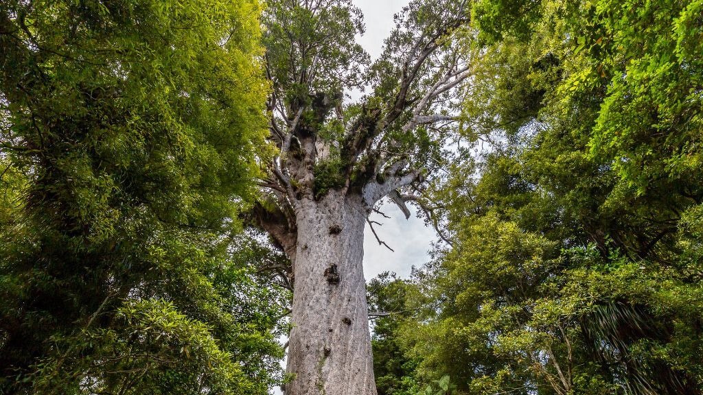 Tāne Mahuta, the giant kauri tree standing tall in a lush New Zealand forest.
