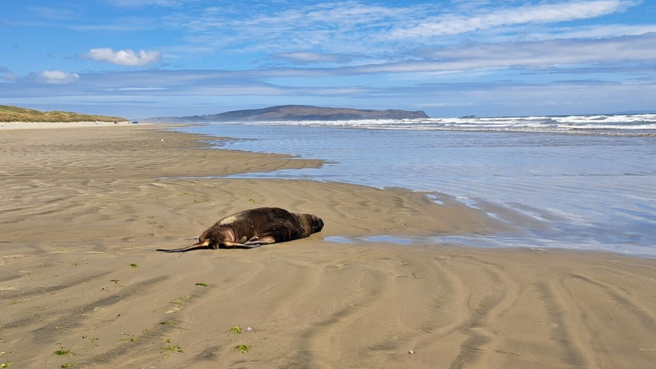 Seal lying on a golden sandy beach along the southern coast of New Zealand