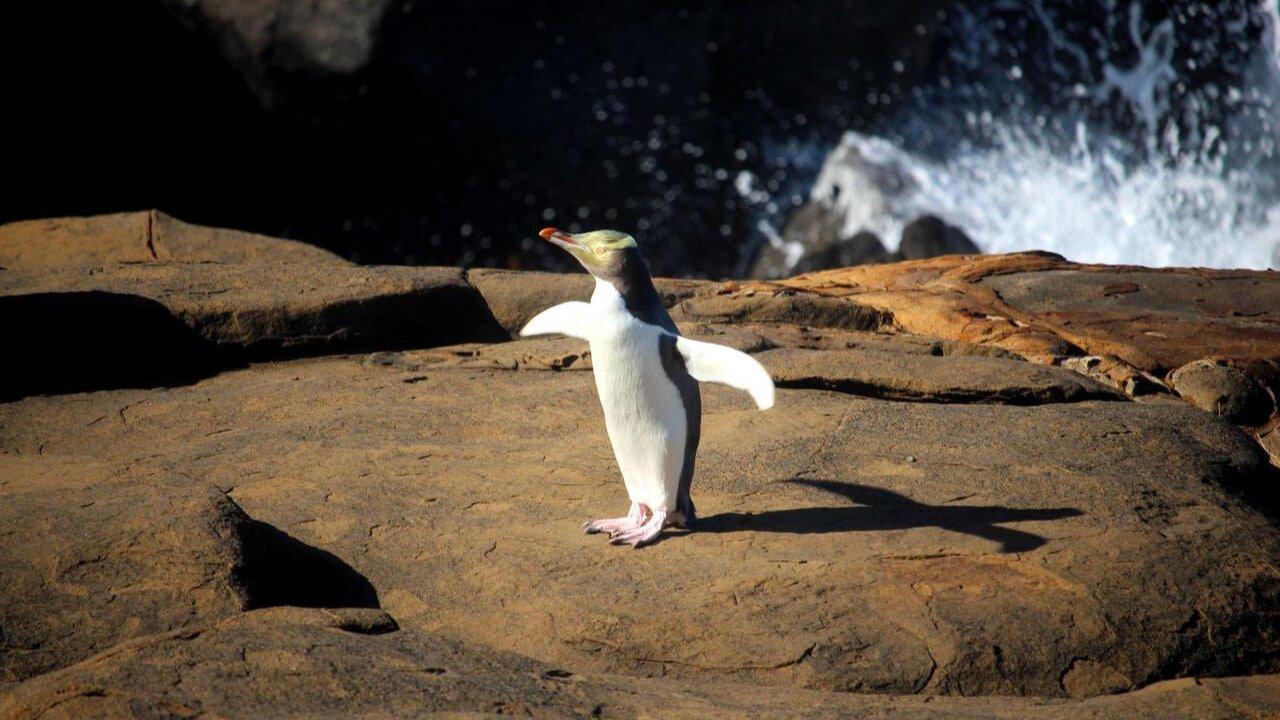 A yellow-eyed penguin standing on rocky shoreline with the ocean in the background
