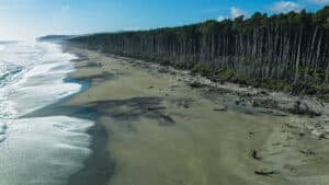 Sandy beach bordered by native New Zealand bush along the coast near Bruce Bay.