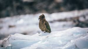Kea bird perched on an icy ledge near Fox Glacier on New Zealand’s West Coast.
