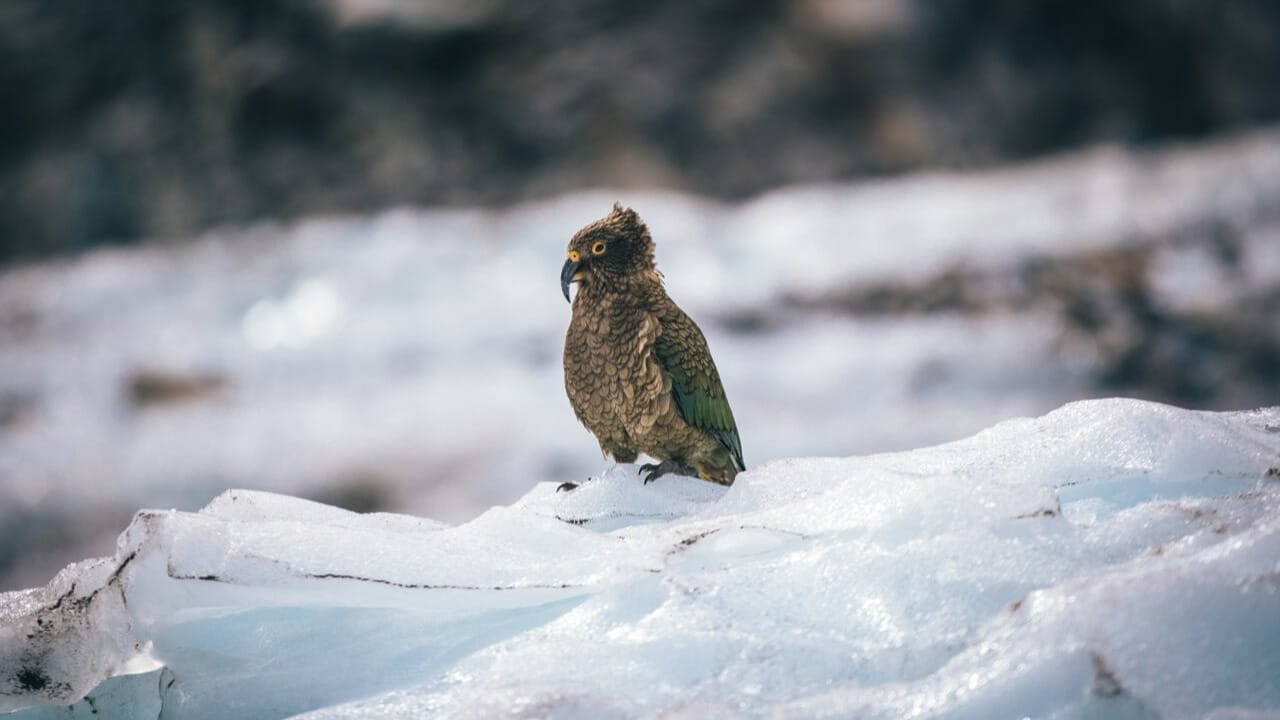 Kea bird perched on an icy ledge near Fox Glacier on New Zealand’s West Coast.