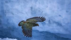 Kea bird flying mid-air through misty, foggy skies in New Zealand’s Southern Alps.
