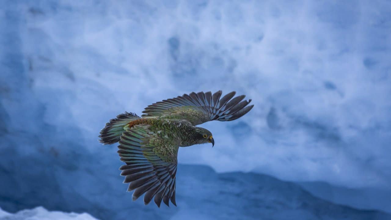 Kea bird flying mid-air through misty, foggy skies in New Zealand’s Southern Alps.