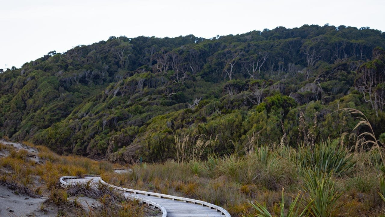 Wooden walkway leading into lush native bush during the Ship Creek tour near Franz Josef.