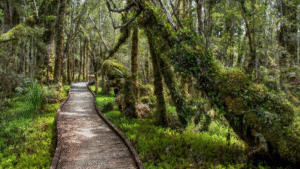 Wooden boardwalk winding through dense native bush on a scenic walk in New Zealand’s West Coast.