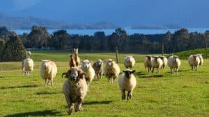 Scenic Southland Farm on the Invercargill to Dunedin Tour