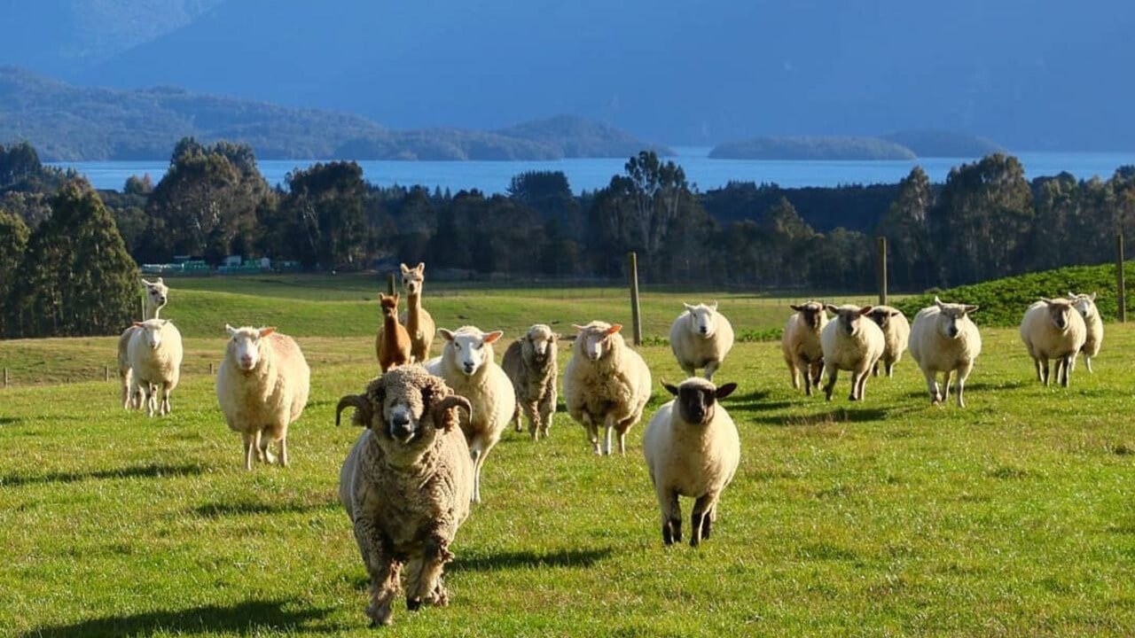 Scenic Southland Farm on the Invercargill to Dunedin Tour