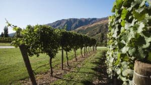 Rows of vineyards in the Gibbston wine region near Queenstown, surrounded by mountains.