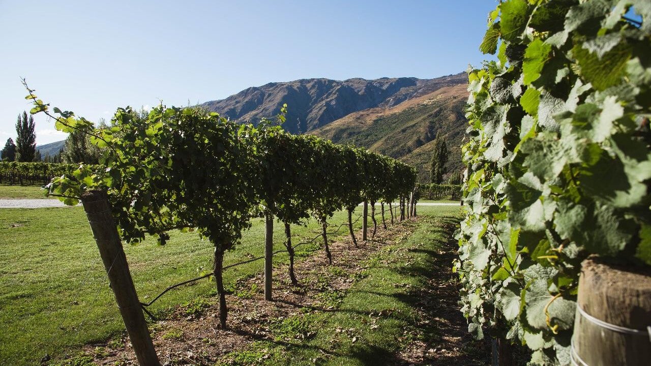Rows of vineyards in the Gibbston wine region near Queenstown, surrounded by mountains.