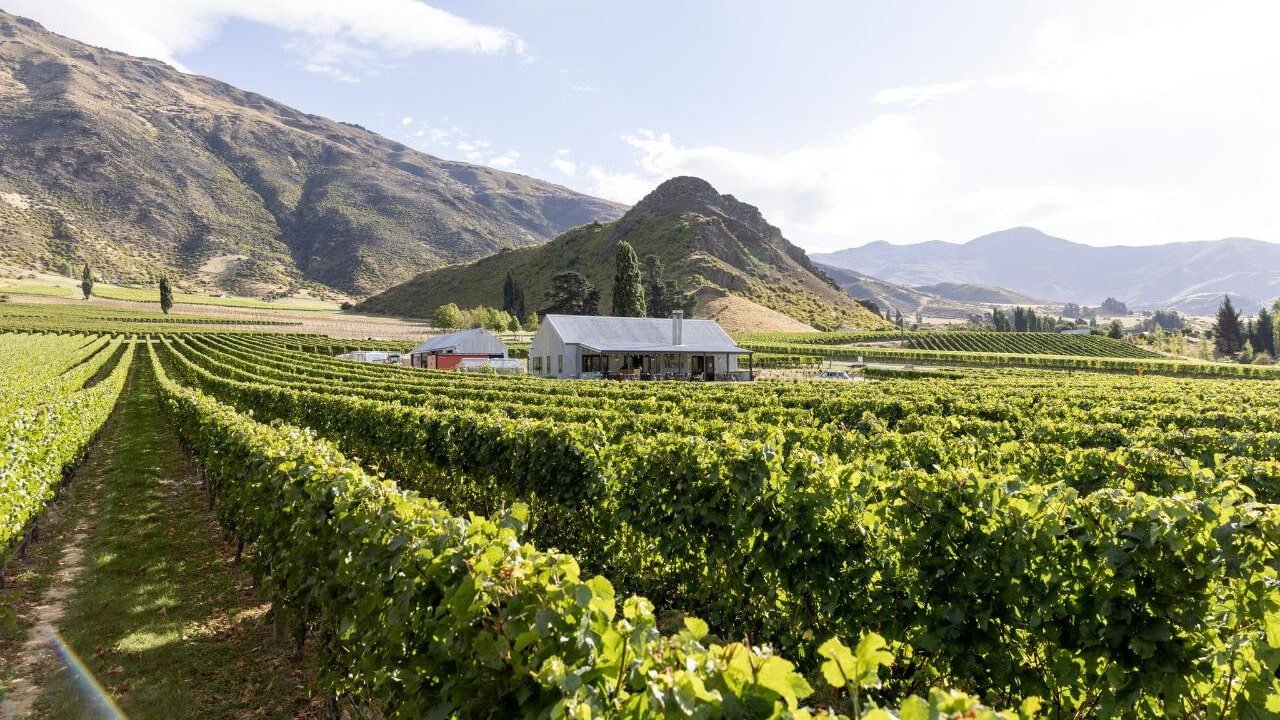 Neat rows of grapevines stretching across the landscape with mountains in the background near Queenstown.
