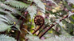 Close-up of native New Zealand ferns in lush bush along the Franz Josef nature walk trail.