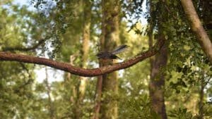 A pīwakawaka (New Zealand fantail) perched on a tree branch during a Franz Josef nature walk.