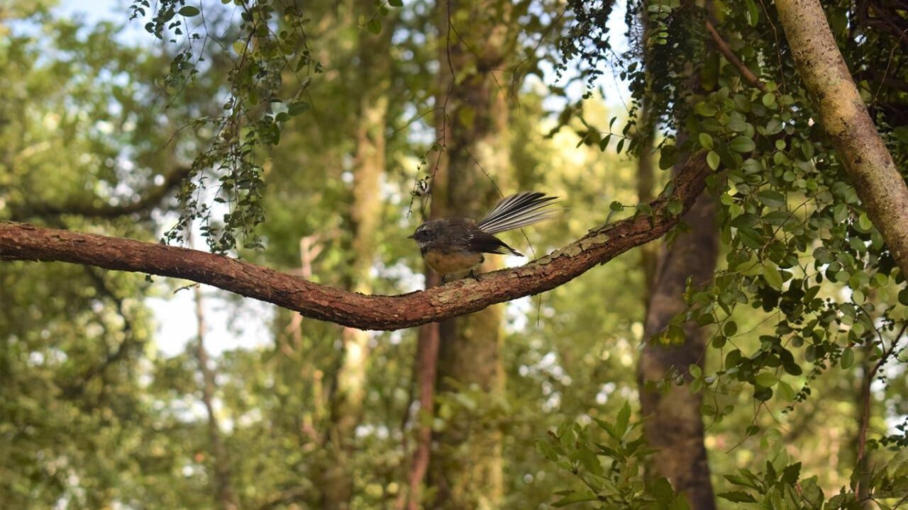 A pīwakawaka (New Zealand fantail) perched on a tree branch during a Franz Josef nature walk.