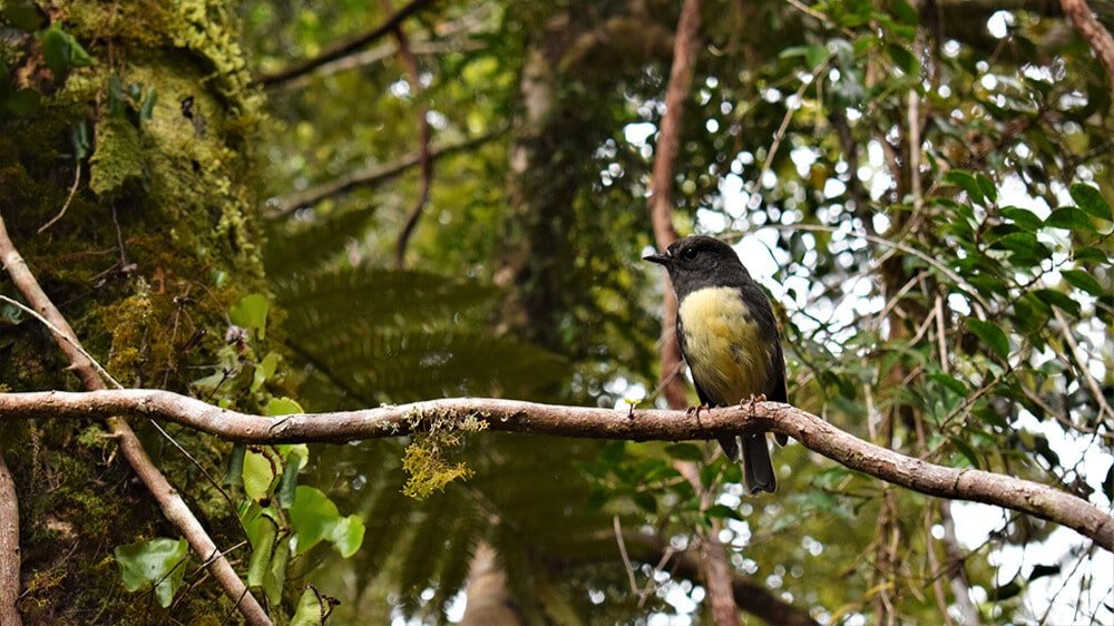 Bird perched on a branch spotted during the Franz Josef scenic cruise and nature tour.