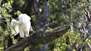 White bird perched in a tree during a wildlife-focused scenic cruise in Franz Josef.