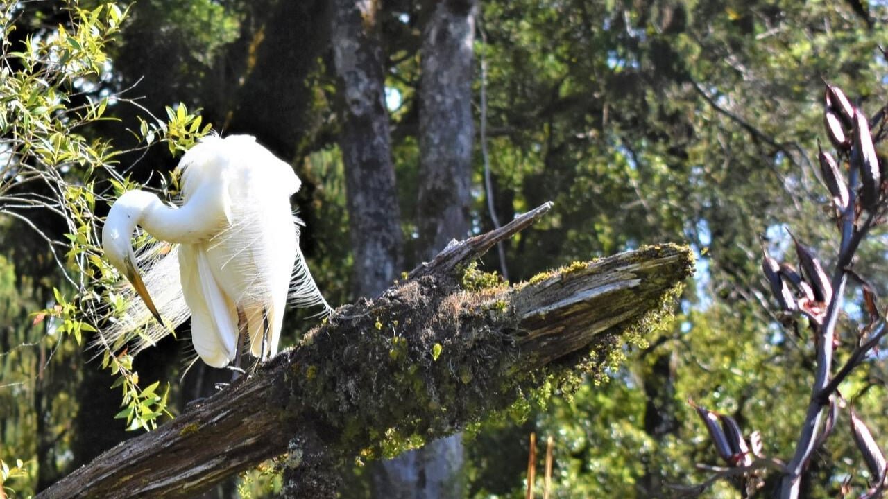 White bird perched in a tree during a wildlife-focused scenic cruise in Franz Josef.