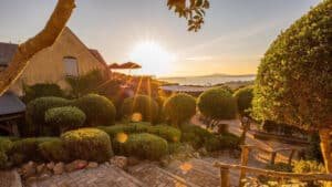 Sunset over a vineyard on Waiheke Island with wine glasses catching the warm glow