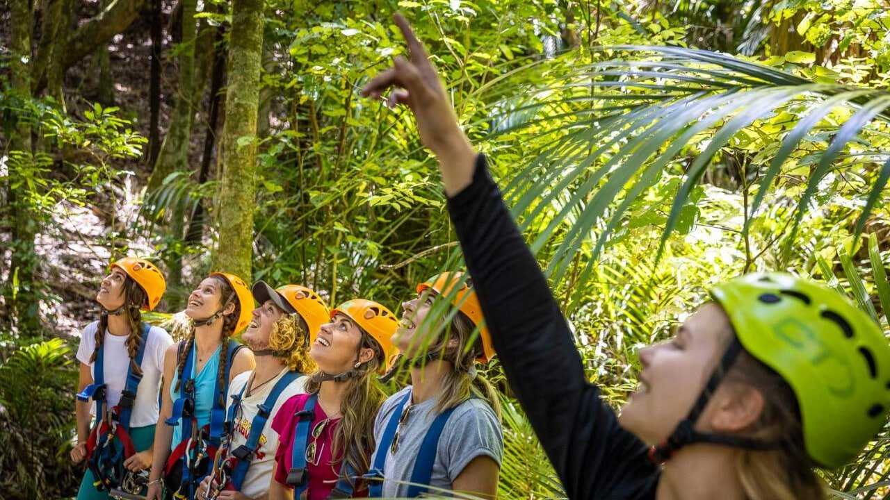 Group standing below pointing up at someone about to zipline in Waiheke Island’s native forest