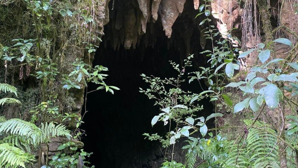 Lush native bush framing the entrance to a Waitomo glow worm cave in New Zealand