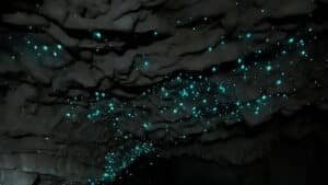 Thousands of glowworms covering the ceilings of Waitomo Caves, glowing bright blue