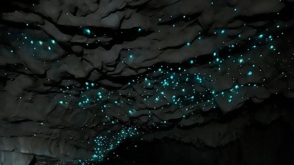 Thousands of glowworms covering the ceilings of Waitomo Caves, glowing bright blue